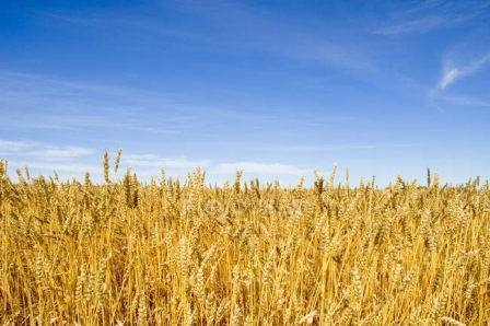 Поля пшениці проти неба — задній план, рослини - Stock Photo | #163007556